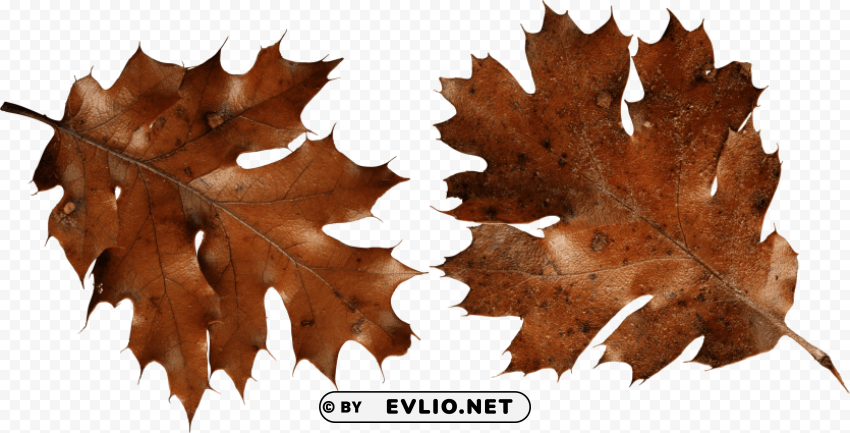 brown autumn leaves Isolated Element with Transparent PNG Background