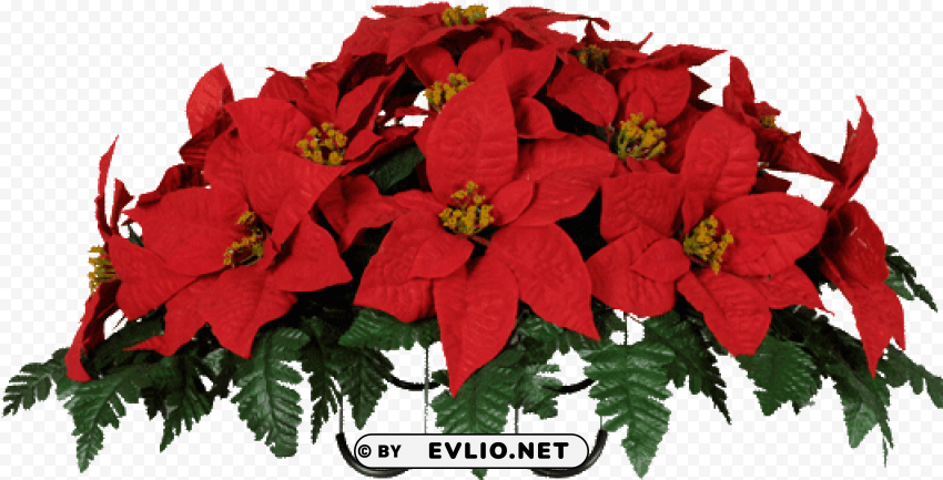 clipart resolution 533533 - christmas poinsettias images PNG transparent graphics for projects