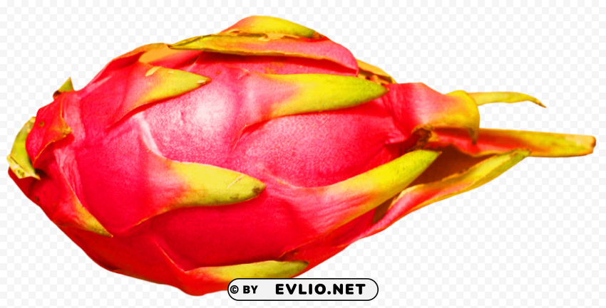 Dragon Fruit Isolated Element in Clear Transparent PNG