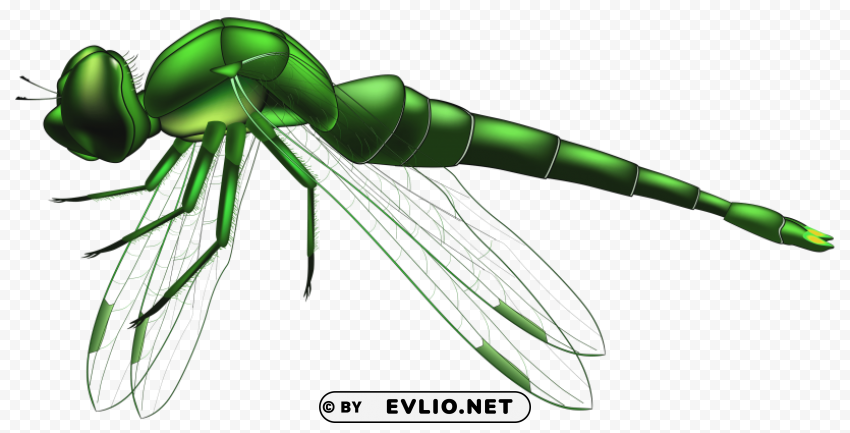 dragonfly green PNG images with alpha transparency layer