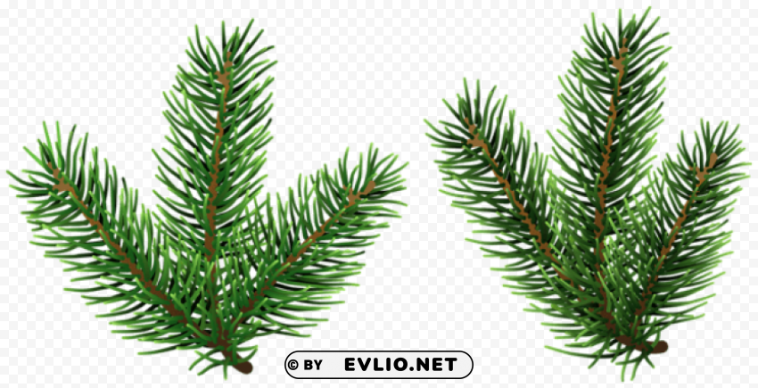 pine tree branches Isolated Graphic with Clear Background PNG