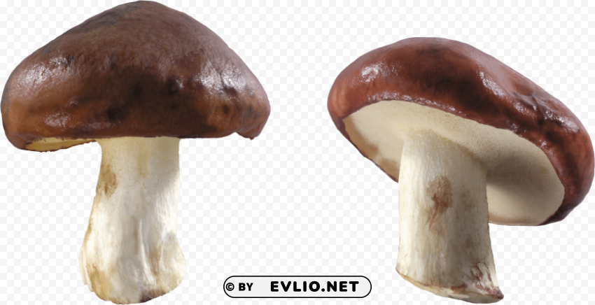brown and white mushrooms Isolated Artwork in HighResolution PNG
