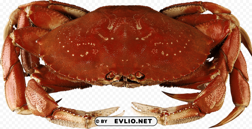 crab Isolated Design Element in HighQuality PNG