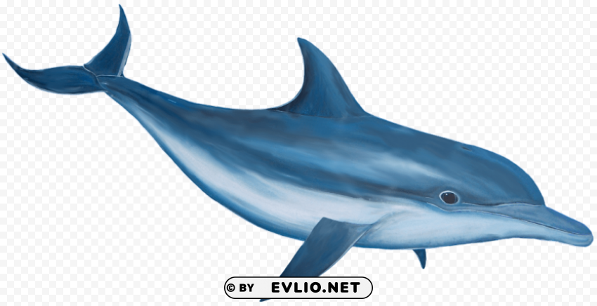 Dolphin PNG files with no royalties png images background - Image ID 60dfb908