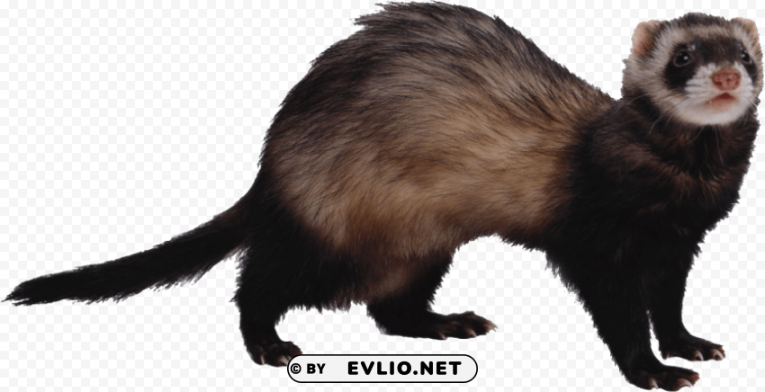 ferret Transparent PNG Artwork with Isolated Subject png images background - Image ID e0b1796f