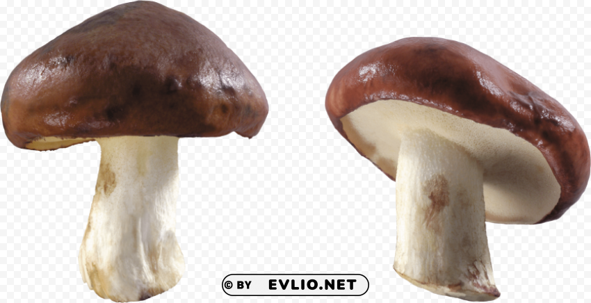 PNG image of mushroom PNG images with no watermark with a clear background - Image ID 44c8e8d8