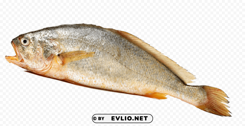ghol fish Isolated Artwork in HighResolution Transparent PNG