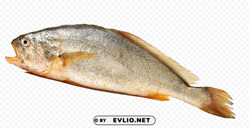 Ghol Fish Isolated Artwork In HighResolution Transparent PNG