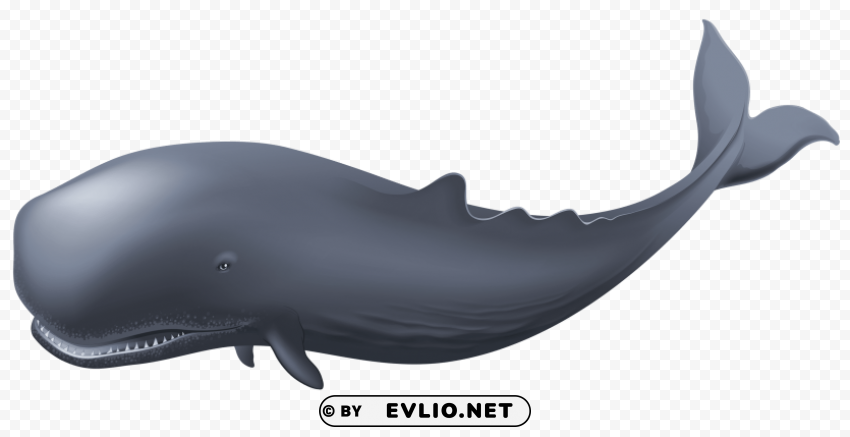 whale Isolated Graphic in Transparent PNG Format