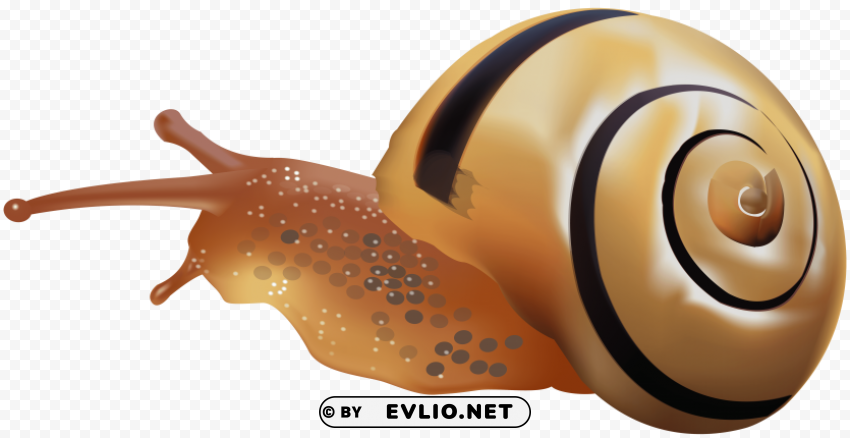 snail PNG images with no attribution