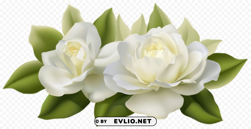 beautiful white roses with leaves PNG images without watermarks