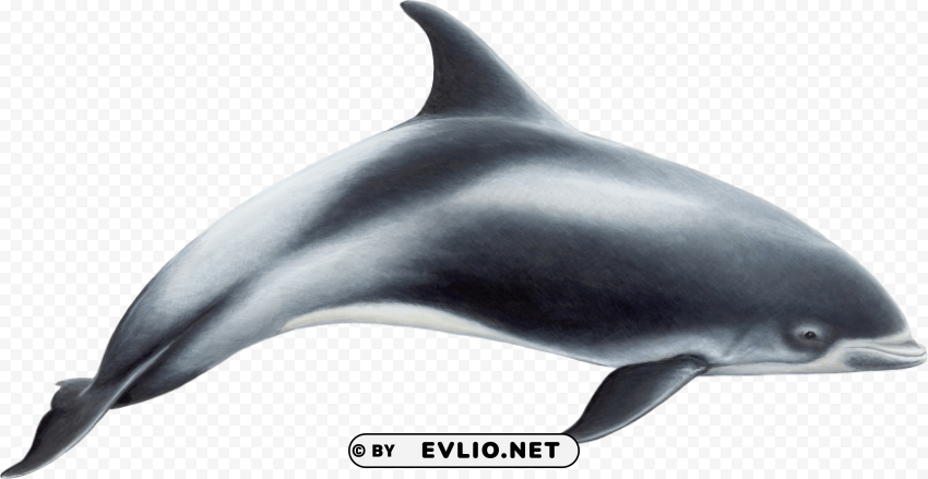 Dolphin PNG files with no background free