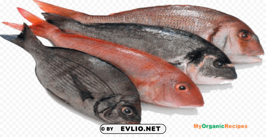 fish meat Transparent PNG images extensive variety
