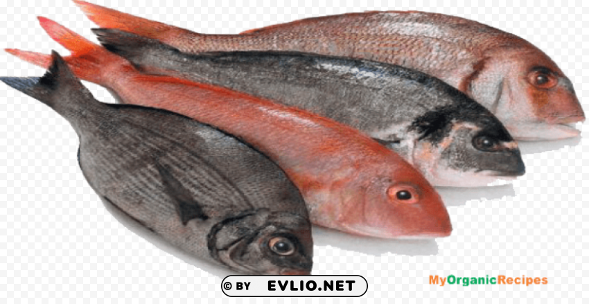 Fish Meat Transparent PNG Images Extensive Variety