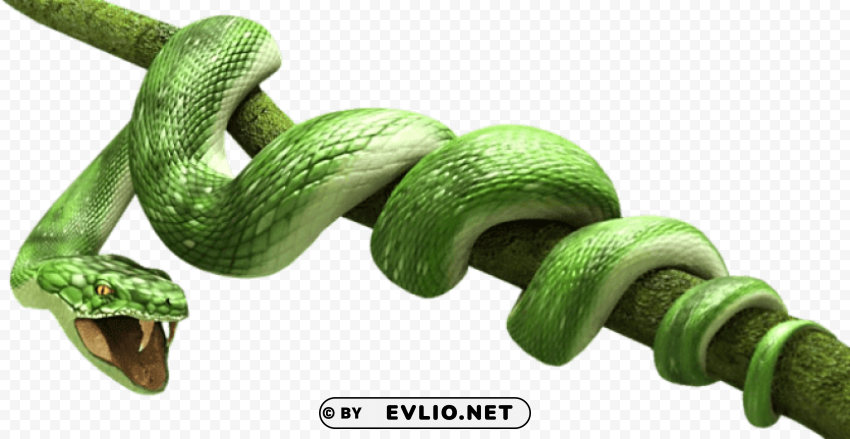 green snake PNG transparent images extensive collection