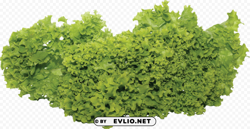 salad PNG with no background required