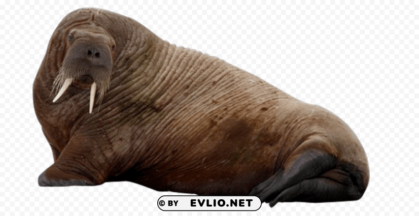 walrus Clear PNG pictures comprehensive bundle