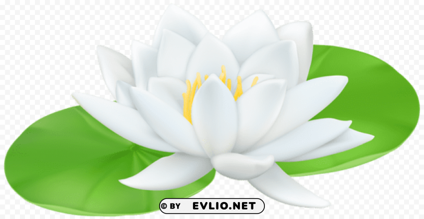 water lily transparent PNG for digital art