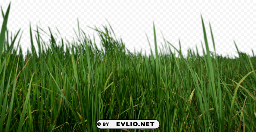  Grass HighQuality Transparent PNG Object Isolation