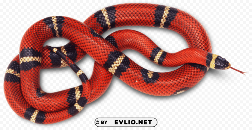 vipers photo PNG with no background diverse variety