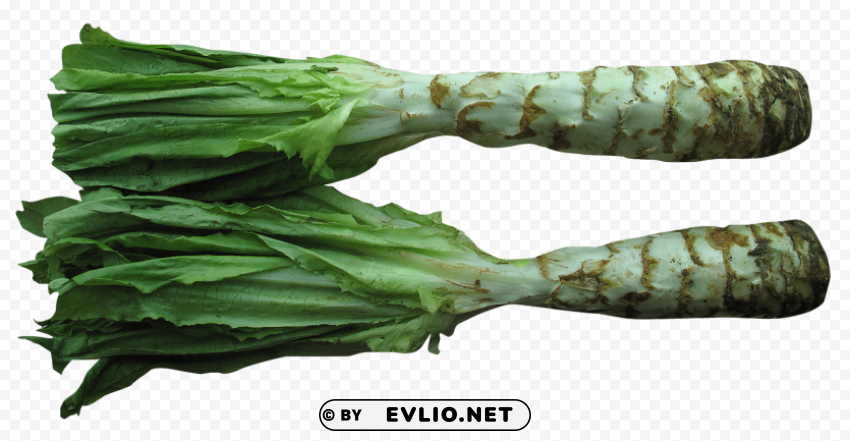 celtuce PNG files with transparent canvas extensive assortment PNG images with transparent backgrounds - Image ID f08bf95e