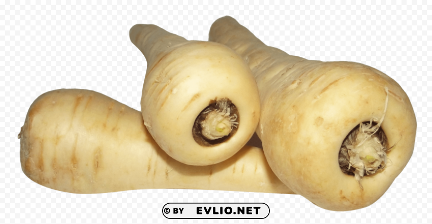 parsnip Clear Background PNG Isolated Element Detail