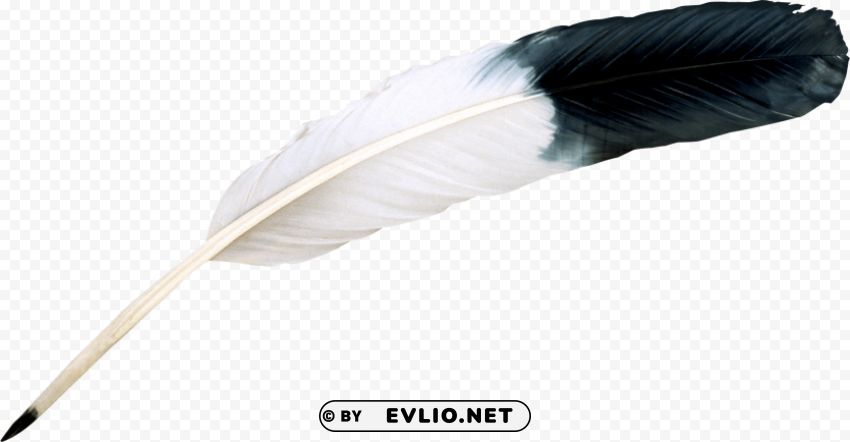 feather PNG without watermark free
