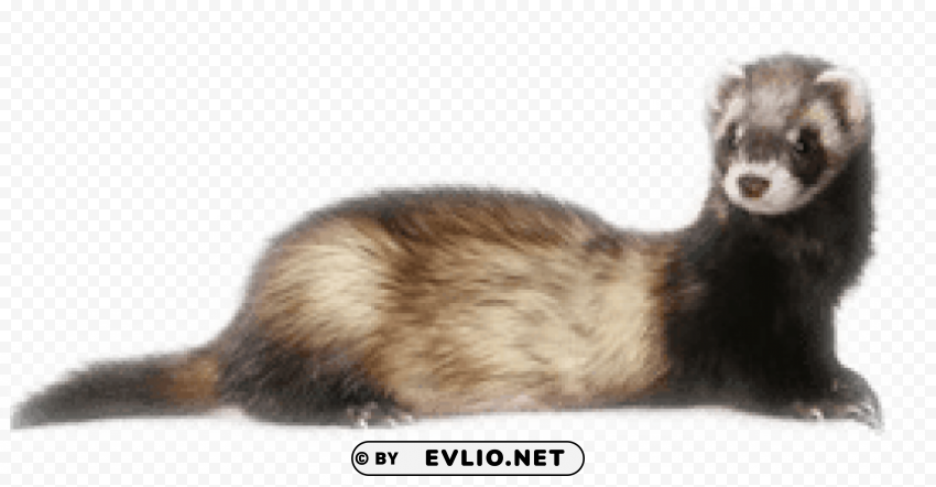 ferret Transparent PNG artworks for creativity png images background - Image ID 009b368e