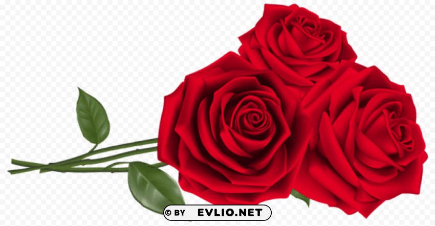 three red roses PNG for t-shirt designs