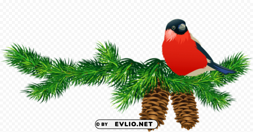 transparent pine branch with cones and bird Images in PNG format with transparency