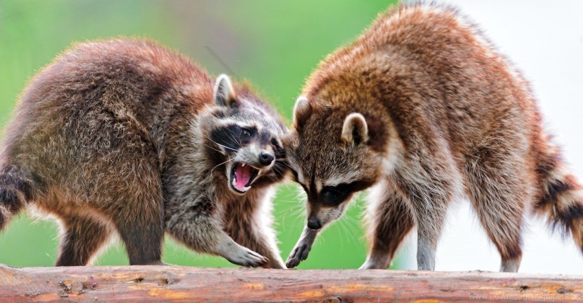 couple fight open mouth raccoons wallpaper PNG pictures with alpha transparency