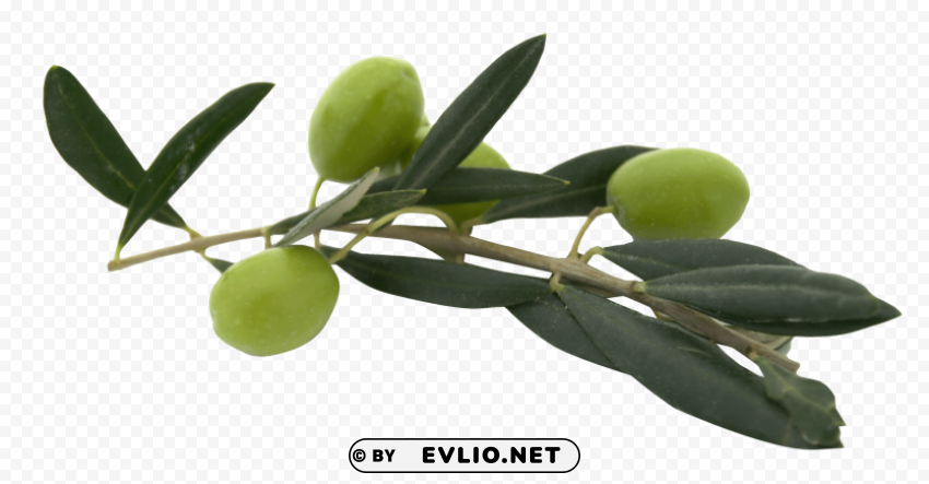 Olive PNG Graphic Isolated on Clear Background