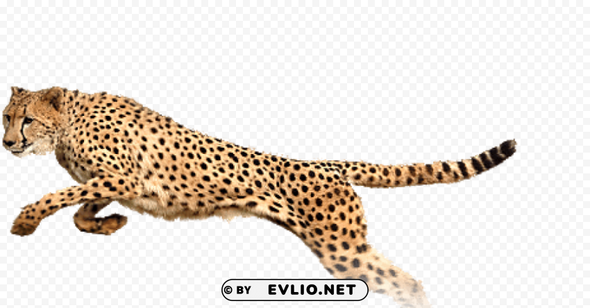 cheetah PNG files with transparent canvas collection