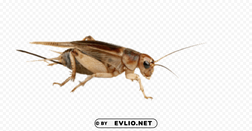 cricket insect high quality PNG free download