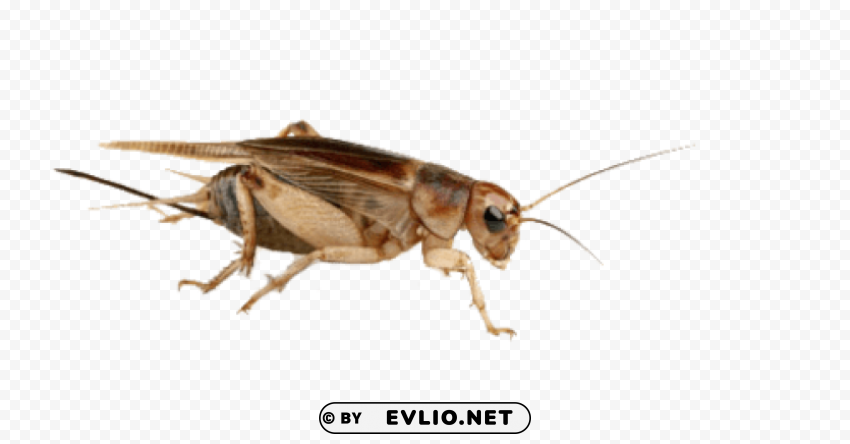 Cricket Insect High Quality PNG Free Download