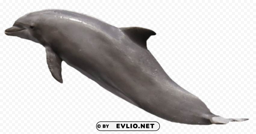 Dolphin PNG with transparent bg