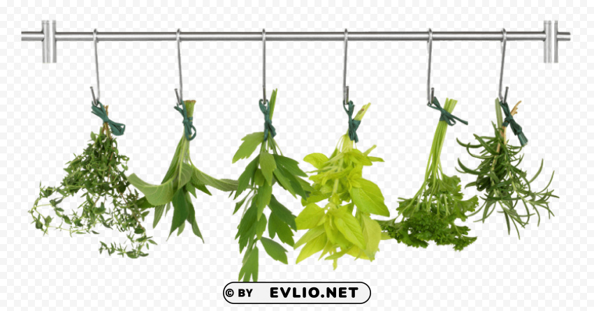 PNG image of herb pic Transparent PNG Isolated Element with Clarity with a clear background - Image ID f1bfc1c5