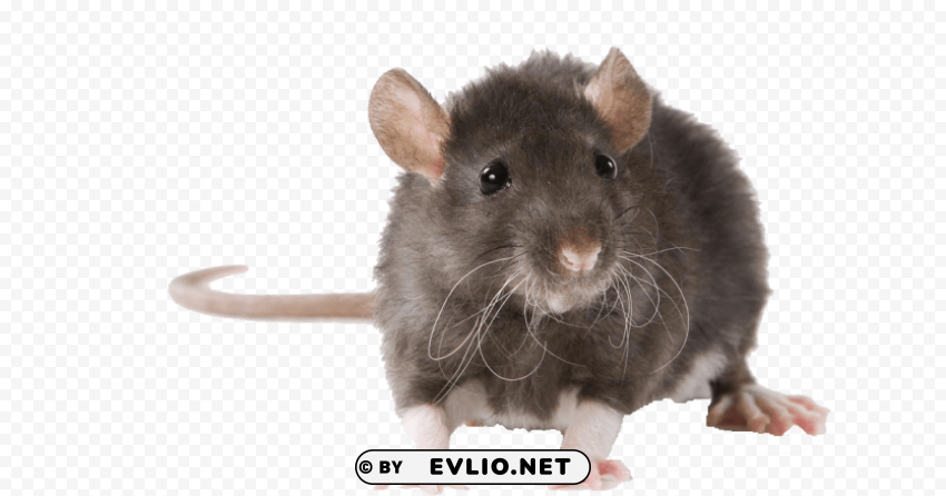 mouse free pictures Clear Background PNG with Isolation