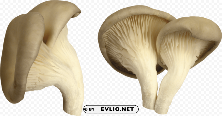white mushroom High-resolution transparent PNG images set