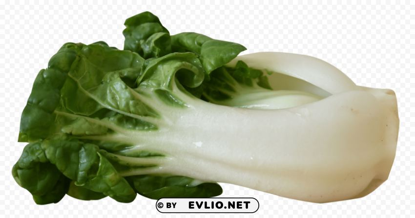 Bok Choy Isolated Subject In Transparent PNG Format