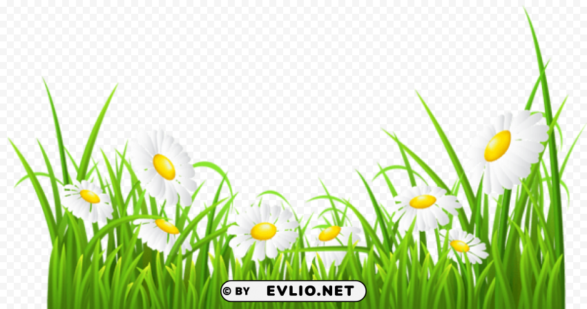 white daisies and grass transparent Isolated Icon with Clear Background PNG