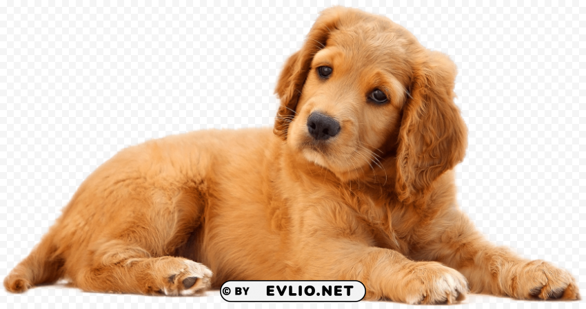 cute dog PNG transparent pictures for editing PNG transparent with Clear Background ID 1519b15a