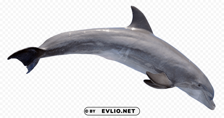 dolphin Transparent Background Isolated PNG Figure