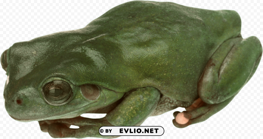 frog Isolated PNG Graphic with Transparency