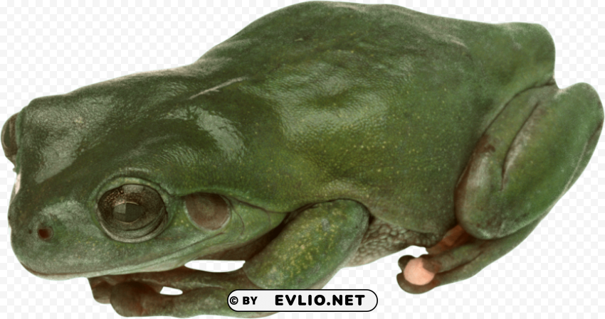 Frog Isolated PNG Graphic With Transparency