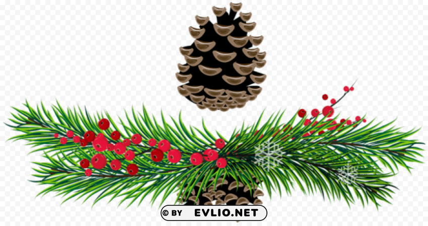 pine branches and pine cones Isolated Illustration in Transparent PNG