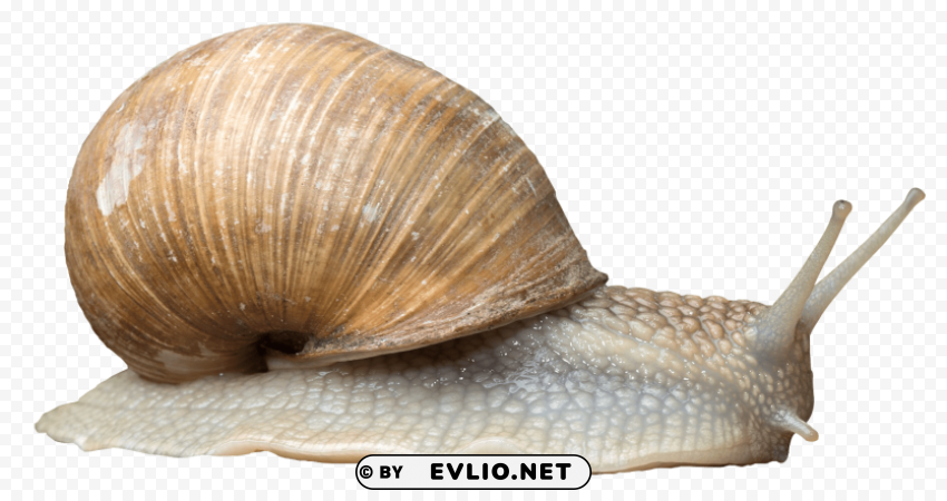 snail Transparent Background Isolated PNG Illustration