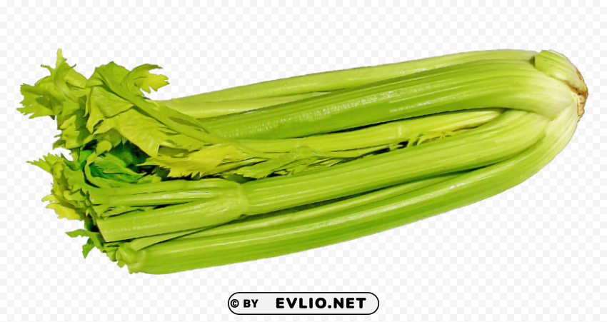 green celery Transparent PNG images with high resolution
