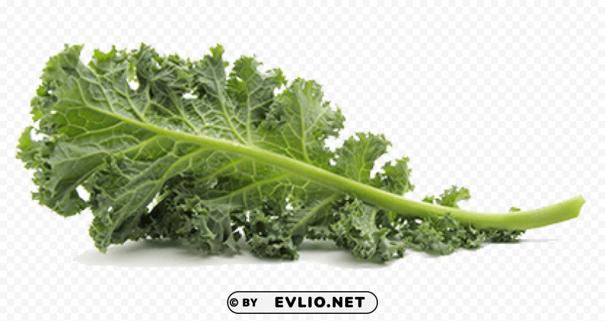 kale pic Transparent Background Isolated PNG Icon