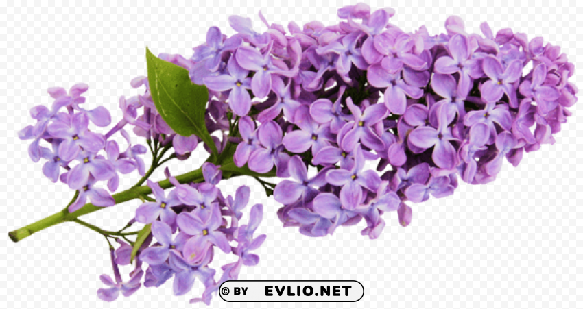 PNG image of transparent lilac Clear PNG pictures free with a clear background - Image ID a1258aa9